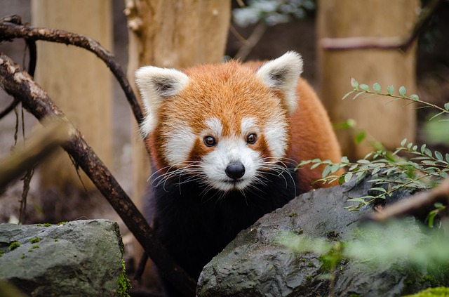 panda červená