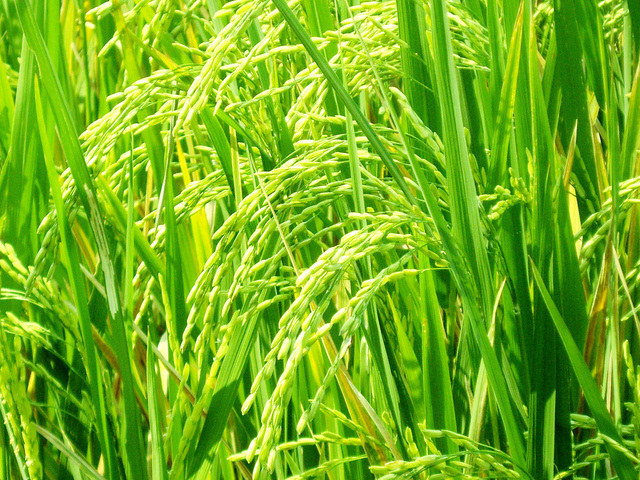 zelená rýže na plantážích